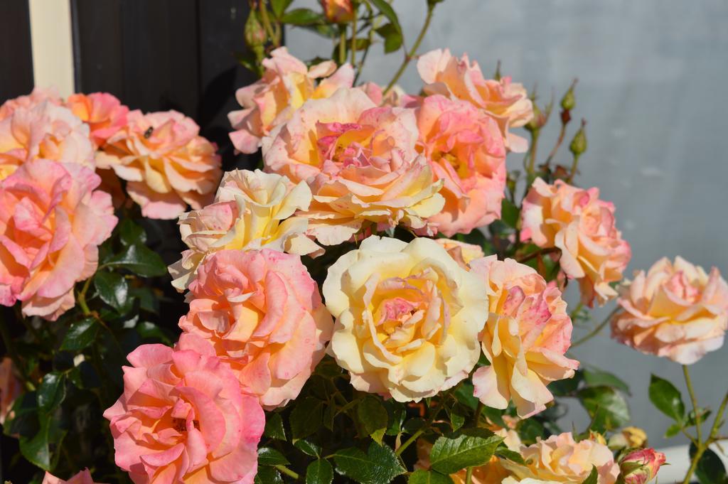 Mamoucafecouette Bed & Breakfast Roz sur Couesnon Bagian luar foto